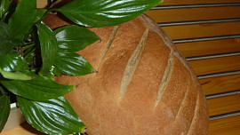 Obyčejný chlebík