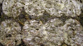 Zapečené těstoviny se špenátem a la lasagne
