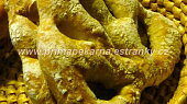Fougasse