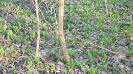 Fazolovo vaječný salát s medvědem a rajčaty