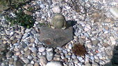 Strakonické "štrúdle"