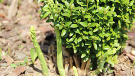 Zelený chřest s hráškem