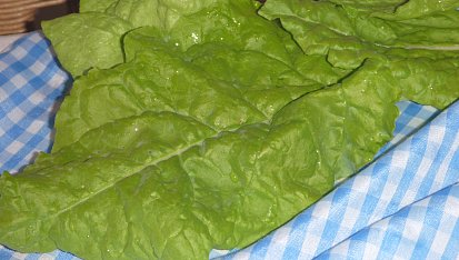 Mangold s kukuřicí