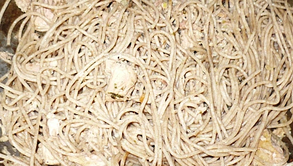 Špagety Pangrattato