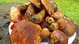 Vepřové kotletky s kovářem a medvědem