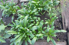 mibuna