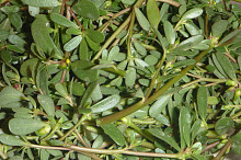 šrucha