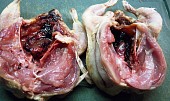 Křepelky v pikantním koření, naříznutí vedle prsní kosti, vlevo je již rozložená