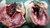 Křepelky v pikantním koření, naříznutí vedle prsní kosti, vlevo je již rozložená
