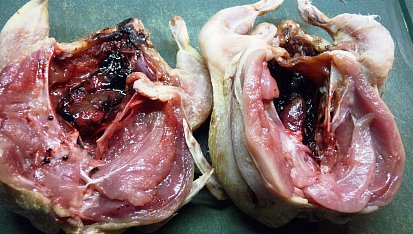 Křepelky v pikantním koření, naříznutí vedle prsní kosti, vlevo je již rozložená