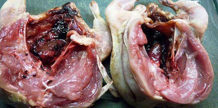 naříznutí vedle prsní kosti, vlevo je již rozložená