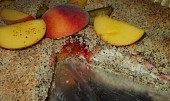 Makový drobenkový koláč se švestkami a broskvemi