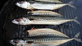 Grilované makrely