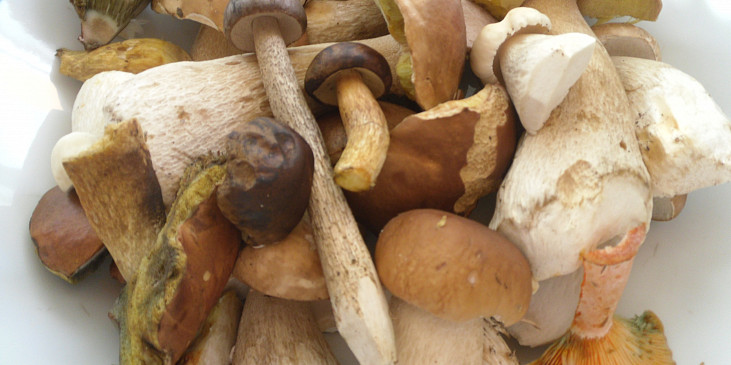 použité houby