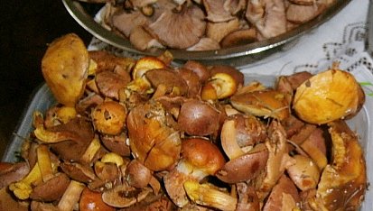 Houby ve slaném nálevu, Směs klouzků a václavek