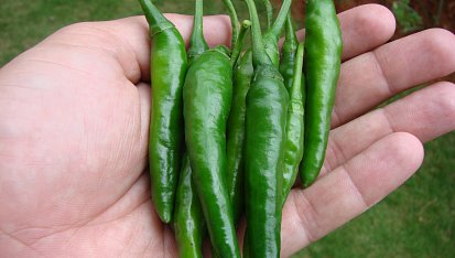 Indická kuchyně - Gobbi ki Sabzi (autentické květákové sabdží) videorecept, 3 palce dlouhá čili paprička, jako vaše 3 palce