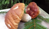 Polévka risi-bisi s hříbky