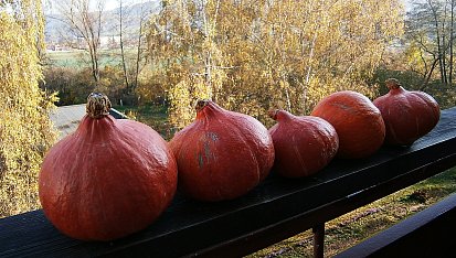 Dýně hokaido v křupavých placičkách, dýně Hokkaido