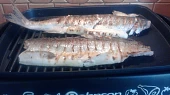 Ryba na grilu