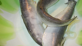 Rybí pochoutka z Korunních  sardinek, barevné zeleniny a zakysané smetany