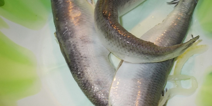Rybí pochoutka z Korunních  sardinek, barevné zeleniny a zakysané smetany