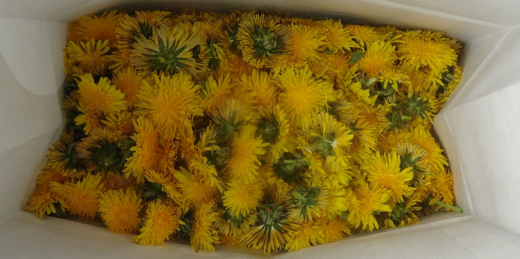 Pampeliškový med (500 květů)