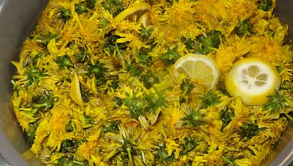 Pampeliškový med, ... propláchnuto a smícháno s citrony a vodou