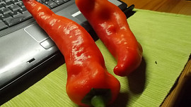 Rychlá omeletka z hlívy, pórku,  červené   papriky  a kuřecího masa