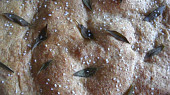 Focaccia klasická