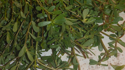 Dušená šrucha zelná - portulák (Portulaca oleracea)