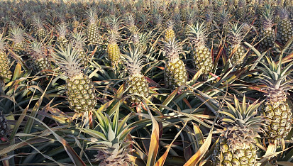 Grilovaný ananas