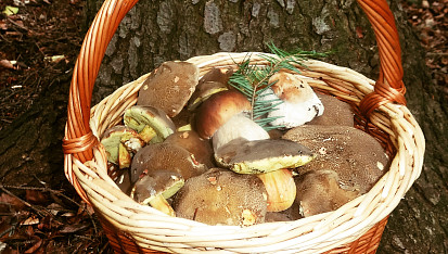 Houbová omáčka s muškátovým oříškem, Houbová omáčka s muškátovým oříškem