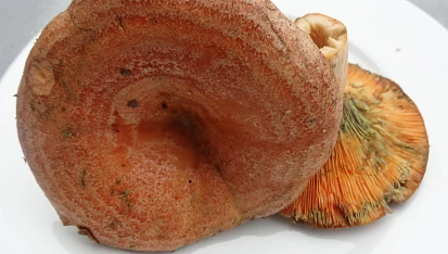 Houbové škvarky z ryzců, Houbové škvarky z ryzců