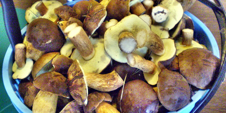 Kadlíkovy kysané houby