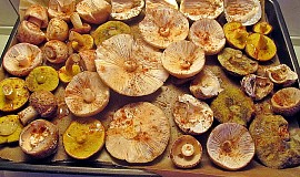 Kadlíkovy pečené houby