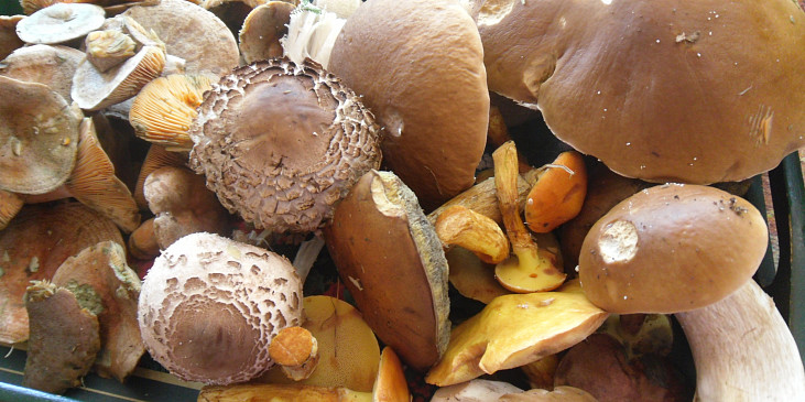 Šťouchané brambory s houbami