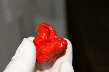 carolina reaper - nejpálivější paprička na světě
