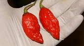 Chilli omáčka od Bohouška, Naga jolokia