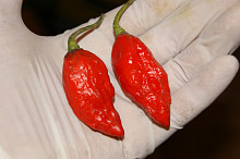Naga jolokia
