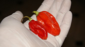 Chilli omáčka od Bohouška (Dorset naga)