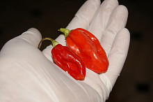 Dorset naga