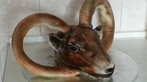 Muflon