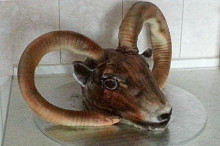Mufloní hlava