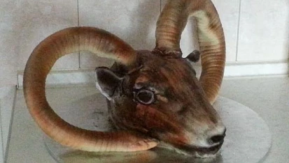 Muflon, Mufloní hlava