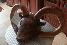 Mufloní hlava an face