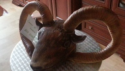 Muflon, Mufloní hlava an face
