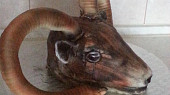 Muflon, Mufloní hlava profil