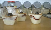 Tapiokový puding