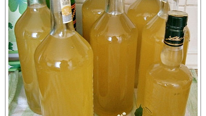 Bezový sirup z květů černého bezu-kosmatice, 10.6.2015