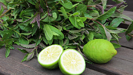 Mátový "Mojito" sirup